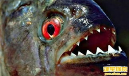 恐怖漫画鱼变,揭开深海恐怖之谜